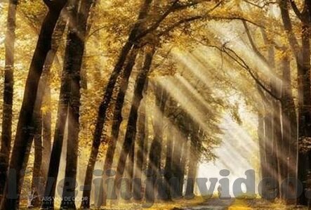 黄色麻豆av-拒绝黄色诱惑，网络安全的另一面